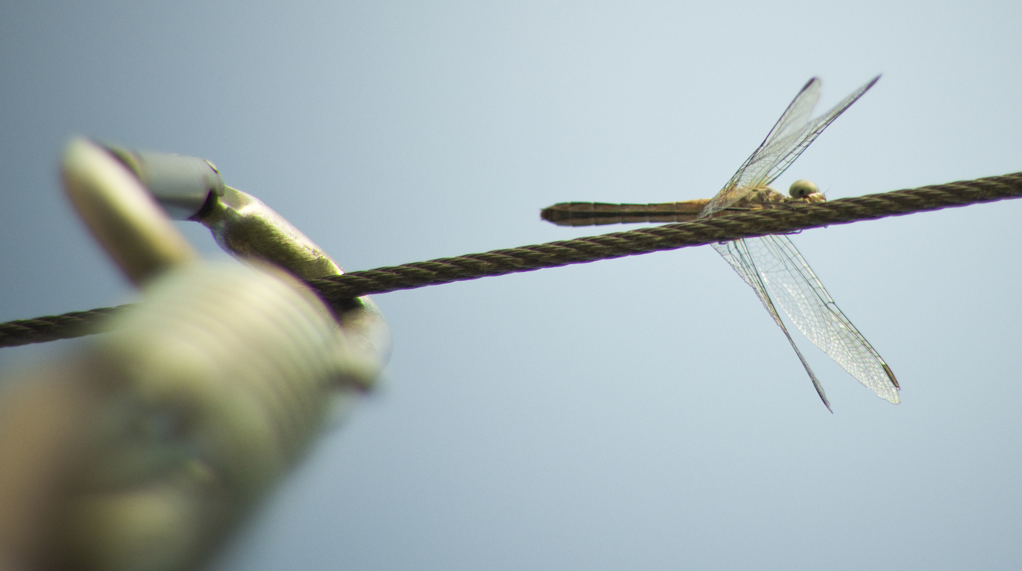 dragonflyandcaribiner
